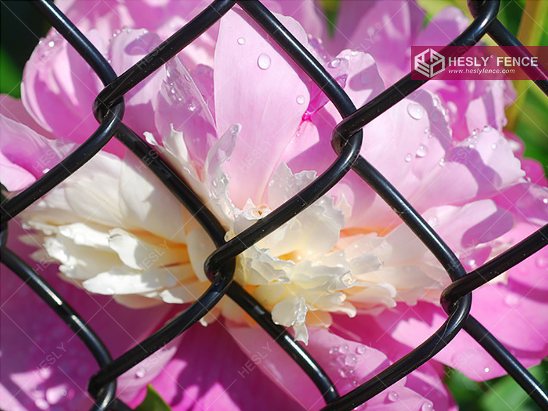 PVC coated Chain Link Fence