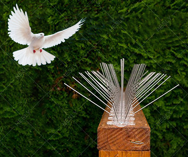 bird spike China